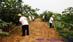 核桃樹施肥方法與時(shí)間，核桃施肥注意事項(xiàng)