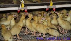 雛鴨飼養(yǎng)及管理要點：飼喂、溫度、飼養(yǎng)密度等
