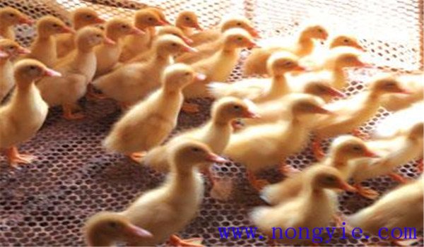 雛鴨開水、飲水注意事項(xiàng)