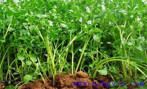芹菜什么時(shí)候傳入中國