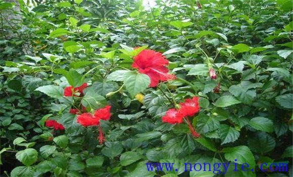 盆栽扶?；ㄔ趺答B(yǎng)才能開好花