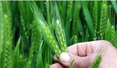 小麥揚(yáng)花期能澆水嗎？小麥揚(yáng)花期是什么時(shí)間