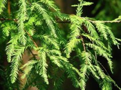 落羽杉與水杉的區(qū)別是什么，落羽杉簡(jiǎn)介