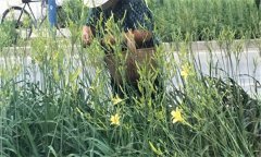 萱草要怎樣施肥？萱草的水肥管理