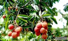 荔枝需要什么種植環(huán)境？荔枝種植技術(shù)有什么？