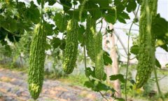 苦瓜種植技術(shù)與管理法？苦瓜該如何種植？