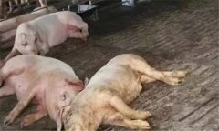 非洲豬瘟的癥狀是什么？如何預防非洲豬瘟？