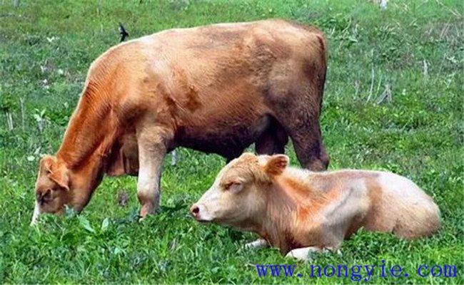 奶牛養(yǎng)殖容易忽略、又必須掌握的飼養(yǎng)管理要點