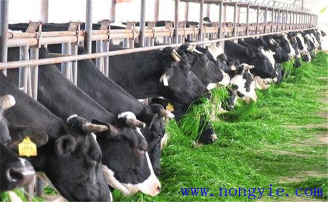 奶牛飼喂青飼料、多汁飼料應(yīng)注意哪些問題