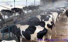 通風(fēng)對(duì)奶牛產(chǎn)奶與健康有什么影響？