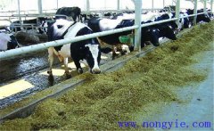 牛飼料知識-一頭奶牛需要多少青貯飼料？