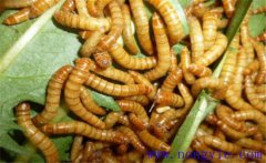 黃粉蟲如何繁殖？黃粉蟲的飼養(yǎng)管理技術(shù)要點