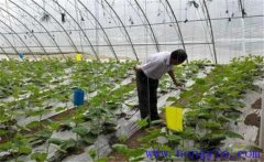 大棚蔬菜如何使用沖施肥，施用時(shí)要注意什么
