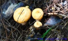 樅樹菌生長環(huán)境要求是什么？樅樹菌的分布地區(qū)