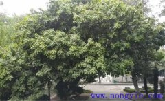 紫楠是常綠還是落葉植物，紫楠樹簡介