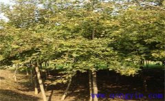 楓香是常綠還是落葉植物？楓香的生態(tài)習性簡介