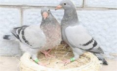 鴿子怎樣選種與育種？種鴿的飼養(yǎng)與管理方法