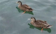 野鴨是幾級保護動物？野鴨十大種類(品種)簡介