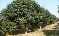 石楠是喬木還是灌木？石楠樹簡(jiǎn)介