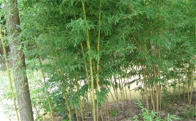 黃槽竹的變種、變型及品種有哪些