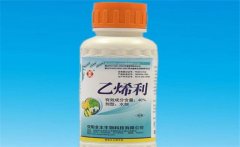 黃瓜為什么要噴乙烯利 噴施時間、濃度如何掌握