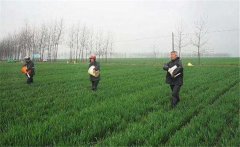 尿素怎么施不浪費(fèi)，施用尿素需要注意什么？