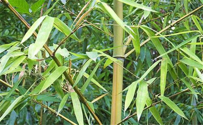 烏哺雞竹的變種、變型