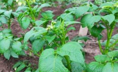 馬鈴薯青枯病的病原、癥狀、傳播方式防治方法