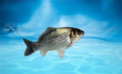 野生鯽魚(yú)吃什么？野生鯽魚(yú)和養(yǎng)殖鯽魚(yú)的區(qū)別