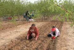 山藥種植前如何處理，種植山藥如何整地挖溝