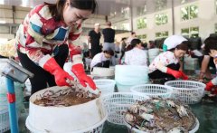 梭子蟹一般在幾月份上市，怎樣挑選肥的梭子蟹