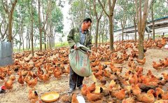 養(yǎng)雞用鹽的講究:飼料食鹽用量、食鹽中毒的防治