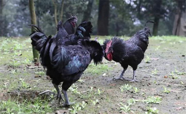 烏骨雞的常用礦物質(zhì)、維生素飼料