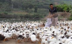 育成鴨的飼料與營(yíng)養(yǎng)需求，育成鴨如何限制飼喂