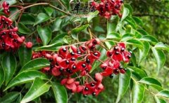 野鴉椿如何種植？野鴉椿的生態(tài)習(xí)性簡(jiǎn)介