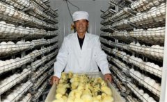 鵝孵化的過程中會出現(xiàn)哪些問題，如何解決？