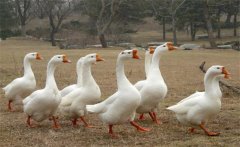 母鵝蛋子瘟的癥狀、預防方法和治療方法