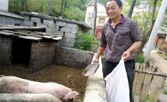 農(nóng)村庭院養(yǎng)豬的優(yōu)勢與好處是什么？