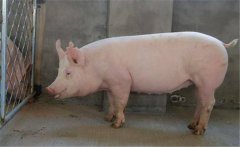 種公豬如何飼喂？種公豬的飼養(yǎng)管理技術(shù)要點(diǎn)