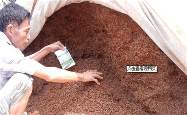 使用酒糟喂豬的具體方法，酒糟喂豬需注意什么