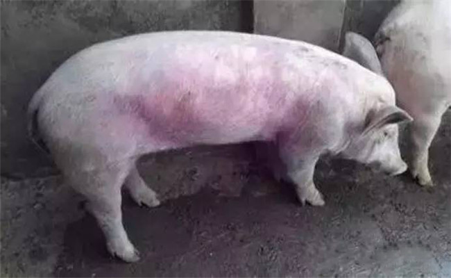 豬常用飼料、藥物中毒救治方法