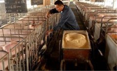生料喂豬飼料如何選擇、飼喂方式有哪些講究？