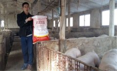 養(yǎng)豬要選擇配合飼料，如何提高豬飼料的利用率