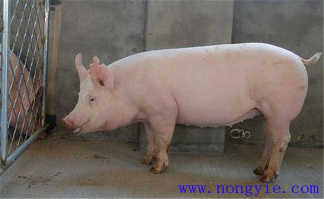 種公豬管理三要素：運動、單圈詞養(yǎng)和防暑降溫