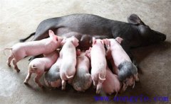 如何縮短仔豬哺乳周期，有效提高母豬飼養(yǎng)效益