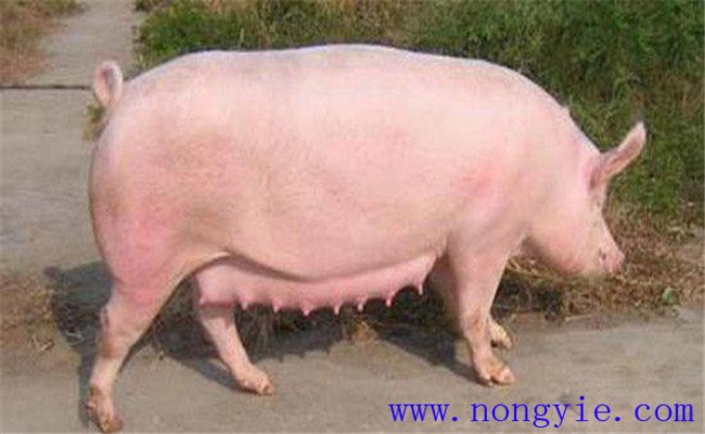 調(diào)整飼料，加強飼養(yǎng)管理