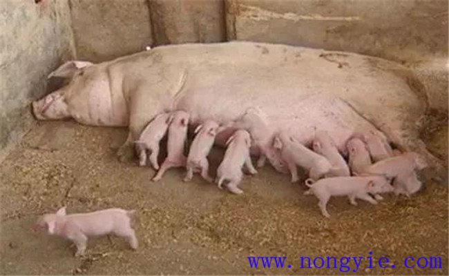 怎樣治療母豬無乳或泌乳不足，如何預防