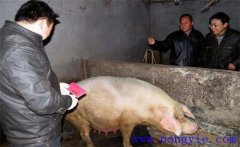 加強(qiáng)選種適配，提高二元雜交母豬產(chǎn)仔數(shù)的方法