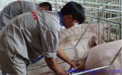 母豬子宮內(nèi)膜炎的預防措施有哪些