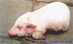 仔豬水腫病的發(fā)病原因是什么？如何預(yù)防水腫病